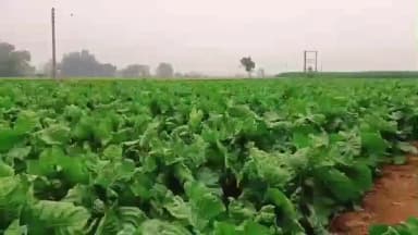 મેઘરજ: મેઘરજમાં કમોસમી વરસાદ બાદ ઘઉં, ચણા, કપાસના પાકને નુકશાનની ભીતિ ખેડુત નું નિવેદન