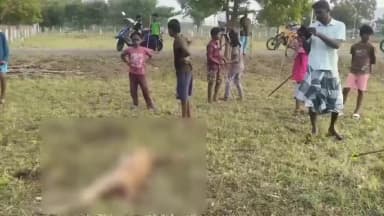 எட்டயபுரம்: எட்டையாபுரம் சக்திவேல் நகர் பகுதியில் நாய்கள் கடித்து புள்ளிமான் பலி