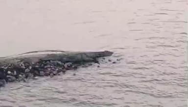 ಬೈಲಹೊಂಗಲ: ಮಾಟೋಳ್ಳಿ ಗ್ರಾಮದ ಹೊರವಲಯದಲ್ಲಿ ಮೊಸಳೆ ಪ್ರತ್ಯಕ್ಷ, ಸ್ಥಳೀಯರಲ್ಲಿ ಹೆಚ್ಚಿದ ಆತಂಕ