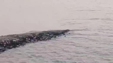 ಬೈಲಹೊಂಗಲ: ಮಾಟೋಳ್ಳಿ ಗ್ರಾಮದಲ್ಲಿ ಮೊಸಳೆ ಪ್ರತ್ಯಕ್ಷ ಭಯದಲ್ಲಿ ಗ್ರಾಮಸ್ಥರು