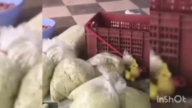 બેચરાજી: બેચરાજીની ડેરીઓમાં ફુડ વિભાગનું ચેકિંગ,180 કિલો માવાનો નાશ કરાયો