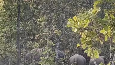 କେନ୍ଦୁଝର ସହର: ହାତୀପଲ ନରଣପୁର ସେକ୍ସନର ଗୋବିନ୍ଦପୁର ଜଙ୍ଗଲରେ ଅଛନ୍ତି, ବନ ବିଭାଗ ରଖିଛି