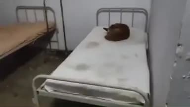 सिकंदरपुर: सामुदायिक स्वास्थ्य केंद्र सिकंदरपुर के जनरल वार्ड नंबर एक में बेड पर सोए कुत्ते का वीडियो सोशल मीडिया पर हुआ वायरल