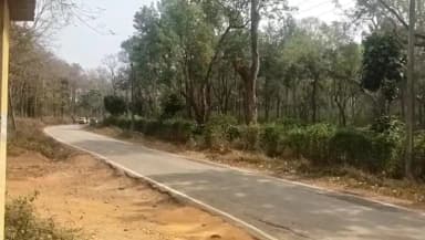 ತಿಯಿಮತಿಯಲ್ಲಿ ಕಾಫಿತೋಟದಿಂದ ಕಾಡಾನೆಗಳನ್ನು ಕಾಡಿಗಟ್ಟಿದ ಅರಣ್ಯ ಇಲಾಖೆ