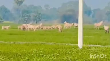 देसरी: देसरी के धर्मपुर में नीलगाय के आतंक से किसान परेशान खेत में लगे फसलों को किया बर्बाद।@समस्या @फ़सल #बर्बाद