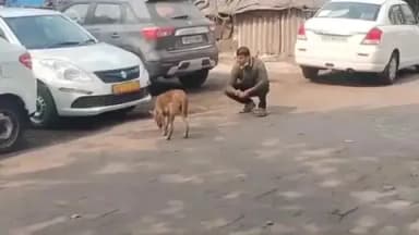 ପାରାଦୀପ ଲକ୍: ପାରାଦୀପ ମୁନିସିପାଲିଟି ତରଫରୁ କୁକୁର ବନ୍ଧ୍ୟାକରଣ ଅଭିଯାନ ଅନୁଷ୍ଠିତ