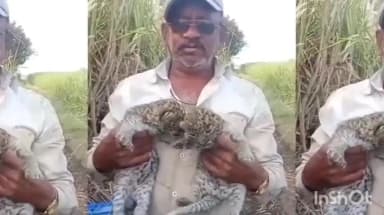 वाळवा: वाळवा तालुक्यातील फाळकेवाडी येथे उसाच्या फडात आढळली बिबट्यांची तीन पिले,वनविभागाला पिले सुपूर्द