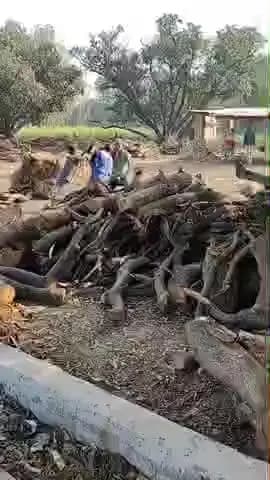 शाहाबाद में लकड़ी माफिया पुत्तन व साजिद का आतंक बिना अनुमति नीम के पेड़ों का कटान, आरा बब्बन की मशीन पर पहुंचाई गई लकड़ी