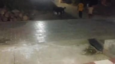 திருப்பத்தூர்: சும்மா இருக்கிறவர்களை எல்லாம் நாய் கடிக்குது- நடவடிக்கை எடுக்க புகார் மனு அளித்தும் எந்த பிரயோஜனமும் இல்லை-சமூக வலைதளங்களில் பரப்பிய நபர்