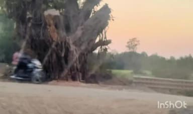 સોજીત્રા: સોજીત્રા હાઇવે રસ્તા ઉપર હરાજી તારીખ પહેલા વૃક્ષો કપાયા? ભારે વિવાદ, પર્યાવરણ પ્રેમીઓમાં રોષ