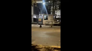 વડોદરા: હરણી મોટનાથ પાસેના રોડ પર શાહુડીની લટાર,શ્વાનોએ મેદાન છોડવું પડ્યું