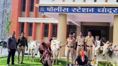 चांदूर रेल्वे: अवैध जनावर वाहतुकीवर कारवाई,६ जनावरांसह दोघे ताब्यात, ग्राम धानोरा माली परिसरात धडक कारवाई