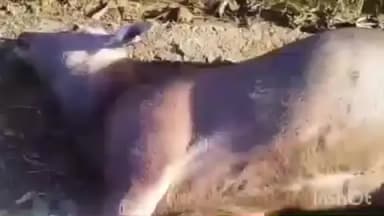 नगरोटा सूरियां: नगरोटा सूरियां के साथ लगती पंचायत बनतुंगली में 2 वर्षीय जंगली मादा बारहसिंगा तारों में फंसने से हुई मौत