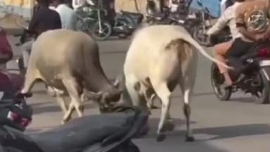 तहसील कार्यालय के सामने आवारा मवेशियों की लड़ाई, लोगों ने मवेशियों को पकड़ने की मांग की