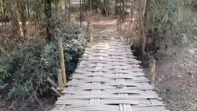 আলিপুরদুয়ার ২: পূর্ব চিকলি গুড়িতে হতাশ তৃণমূলের পঞ্চায়েত সদস্য বাঁশের সাঁকো নিয়ে