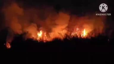 মৰিয়নি: মৰিয়নিৰ গিবন অভয়াৰণ্যৰ সমীপৰ বনভূমি অগ্নিকাণ্ড