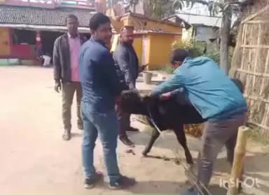 शाम्हो अकहा कुरहा: शाम्भो प्रखंड में मुंहपका-खुरपका रोग का मुफ्त टीकाकरण अभियान शुरू