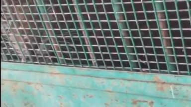 ಚಿಕ್ಕನಾಯಕನಹಳ್ಳಿ: ದಾಸೀಹಳ್ಳಿಯ ಜನರ ನಿದ್ದೆಗೆಡಿಸಿದ್ದ ಚಿರತೆ ಕೊನೆಗೂ