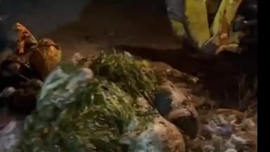 મહુધા: મહુધાના વડથલ પાસે નર્મદા નહેરમાંથી ગૌવંશના ૩૦ જેટલા કપાયેલા મૃતદેહો મળી આવતા ચકચાર.