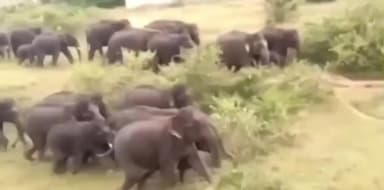 ಕನಕಪುರ: ಕಾಡುಶಿವನಹಳ್ಳಿ ಗ್ರಾಮದ ಹೊರ ವಲಯದಲ್ಲಿ 40 ಕ್ಕು ಹೆಚ್ಚು ಕಾಡಾನೆಗಳ ಪ್ರತ್ಯಕ್ಷ