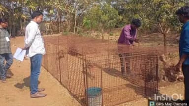 తిమ్మాపూర్ ఎల్ఎండీ కాలనీ: మునిసిపల్ కార్పొరేషన్ పరిధిలోని కోతుల వల్ల ప్రజలకు కలుగుతున్న కోతులను పట్టుకొని అటవీ ప్రాంతంలో విడిచిపెట్టిన అధికారులు