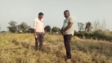 सेनगाव: गुगुळ पि येथील शेती पिकाचे गावातील डुकराने केली मोठ्या प्रमाणात नुकसान आटचे जिल्हा अध्यक्ष देशमुख