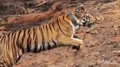 शिराळा: शिराळ्यातील सह्याद्री व्याघ्र प्रकल्पात तिसरी हिरकणी वाघीण दाखल,850 किलोमीटरचा प्रवास ठरला