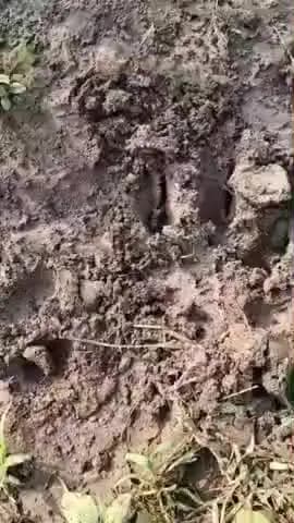 ગારિયાધાર: શિવેન્દ્રનગર ગામે રાત્રિના સમયે સિંહની હાજરીથી ફરી એકવાર ભયનો માહોલ સર્જાયો