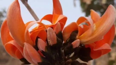 સાગબારા: નર્મદા જીલ્લા ના અલગ-અલગ જગ્યાએ કેસૂડા ના ફૂલો ખીલી ઉઠ્યા.