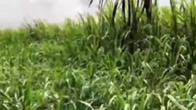 નાંદોદ: શેરડીના પાકમાં વેધકોના સંકલિત વ્યવસ્થાપન માટે લેવાના પગલાં અંગે નર્મદા જિલ્લાના ખેડુતો જોગ સંદેશો.