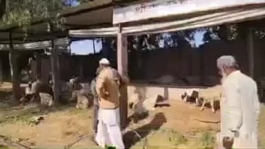 लोहावट: जिले के खीचन गांव में अज्ञात बीमारी से दो दर्जन भेड़ों की मौत, 40 भेड़े बीमार