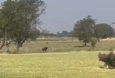 ಇಳಕಲ್: ಬೂದಿಹಾಳ ಗ್ರಾಮದಲ್ಲಿ ಕಾಣಿಸಿಕೊಂಡ ಕಾಡುಕೋಣ, ಗ್ರಾಮಸ್ಥರಲ್ಲಿ ಆತಂಕ