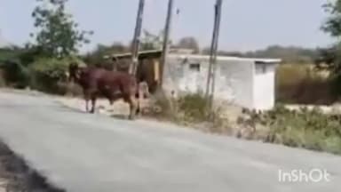 બગસરા: સાપર, સુડાવડ માર્કના કામની ગુણવત્તા સામે આક્ષેપ, ડામરના પોપડા ઉખડવા લાગ્યા, તંત્ર દોડતું થયું છે.