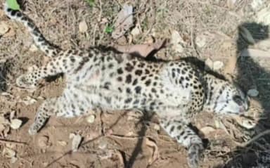 ಸೂಪಾ: ಬಾಮಣಗಿಯಲ್ಲಿ ಚಿರತೆ ಸಾವು, ಸ್ಥಳಕ್ಕೆ ಅರಣ್ಯ ಅಧಿಕಾರಿಗಳ ಭೇಟಿ