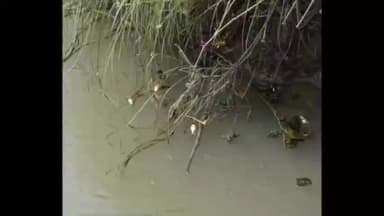 કામરેજ: મોટા બોરસરા ગામે કેમિકલ વાળા પાણીને લઈને કીમ નદીમાં માછલીઓના મોત થયા