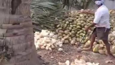 పతనమవుతున్న కొబ్బరి ధరలతో కోనసీమ రైతుల్లో ఆందోళన