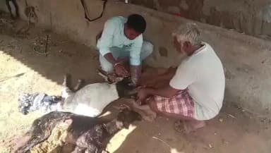 ಬೀಳಗಿ: ಬೀದಿ ನಾಯಿಗಳ ದಾಳಿ 20 ಮೇಕೆಗಳ ಸಾವು,ಗೋವಿನದಿನ್ನಿ ಗ್ರಾಮದಲ್ಲಿ ಘಟನೆ