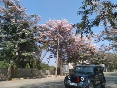 ದಾವಣಗೆರೆ: ನಗರದ ರಸ್ತೆ ಬದಿಯಲ್ಲಿ ಆಕರ್ಷಕ ಪಿಂಕ್ ಹೂವುಗಳು