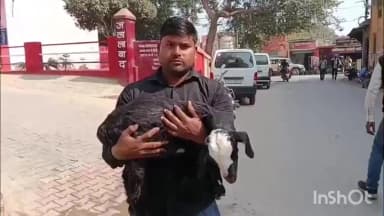 जलालाबाद: गांव गुरगवा में कार ने कुचला बकरा, महिला ने थाने में दर्ज कराई शिकायत