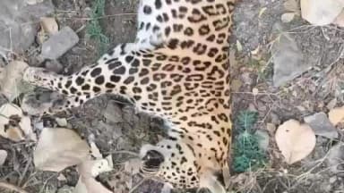 काटोल: कोंढाळी मार्गावर बिबट्याच्या बछड्याचा मृत्यू