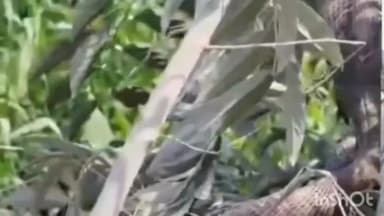 डुमरांव: नावाडेरा: एक ही जगह से बार-बार कोबरा निकलने को लोगों ने माना चमत्कार, दर्शन को उमड़ी महिलाएं