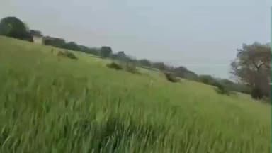 धुळे: धुळ्यातील वरखेडीत वन्यप्राण्यांचा धुमाकूळ; मोठ्या नुकसानीमुळे शेतकऱ्यांच्या कष्टावर पाणी फिरण्याची दाट शक्यता