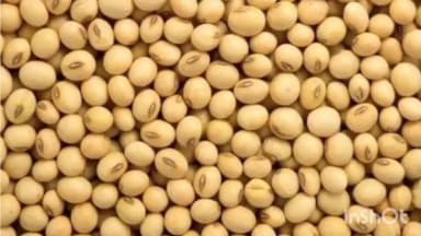 बुलढाणा: सोयाबीन आणि तुरीच्या दरात घसरण शेतकरी आर्थिक संकटात