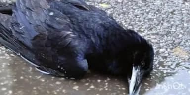 दनियावां: दनियावां प्रखंड क्षेत्र में कौवों की मौत से लोग सहमे