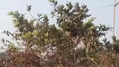 ಕೊಪ್ಪಳ: ಬಹದ್ದೂರ್ ಬಂಡಿ ಗ್ರಾಮದಲ್ಲಿನ ಪೇರಲ ತೋಟಕ್ಕೆ ಹರಡಿದ ಕಾರ್ಖಾನೆಗಳ ಧೂಳು ರೈತರ ಗೋಳು ಕೇಳುವವರಾರು