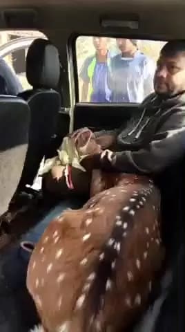 केरेडारी: केरेडारी के नवाखाप में जंगली हिरण पर कुत्तों का हमला, ग्रामीणों ने तत्परता से बचाई जान