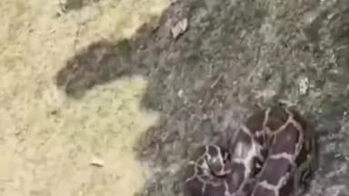 कहलगांव: विकास नगर में फिर निकला विशाल अजगर सांप, ग्रामीणों में भय का माहौल