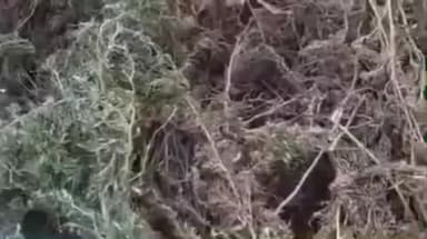 ગીર ગઢડા: ગીરસોમનાથ જીલ્લા SOG પોલીસ નો ગીરગઢડામા દરોડો દરમિયાન મોટા પ્રમાણમા ગાંજાનુ વાવેતર ઝડપાયુ