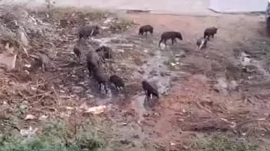 బీబీ నగర్: బీబీనగర్ పట్టణంలోని పందుల స్వైరవిహారం