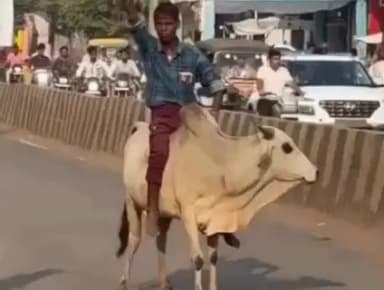 पनागर: पनागर की सड़कों पर 'नंदी' की सवारी, युवक का स्टंट सोशल मीडिया पर वायरल